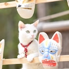 「猫侍」猫の未公開写真到着、トレーナーが明かす北村一輝とあなごの親密エピソード