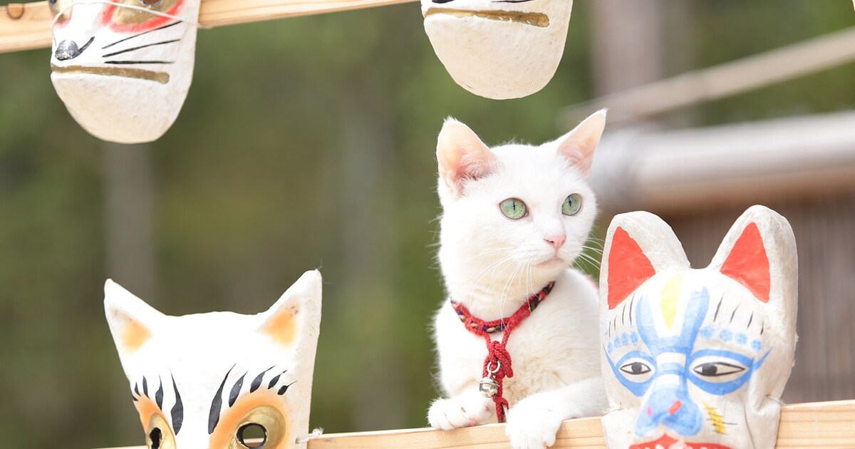 nekozamurai_20150911_09.jpg? 