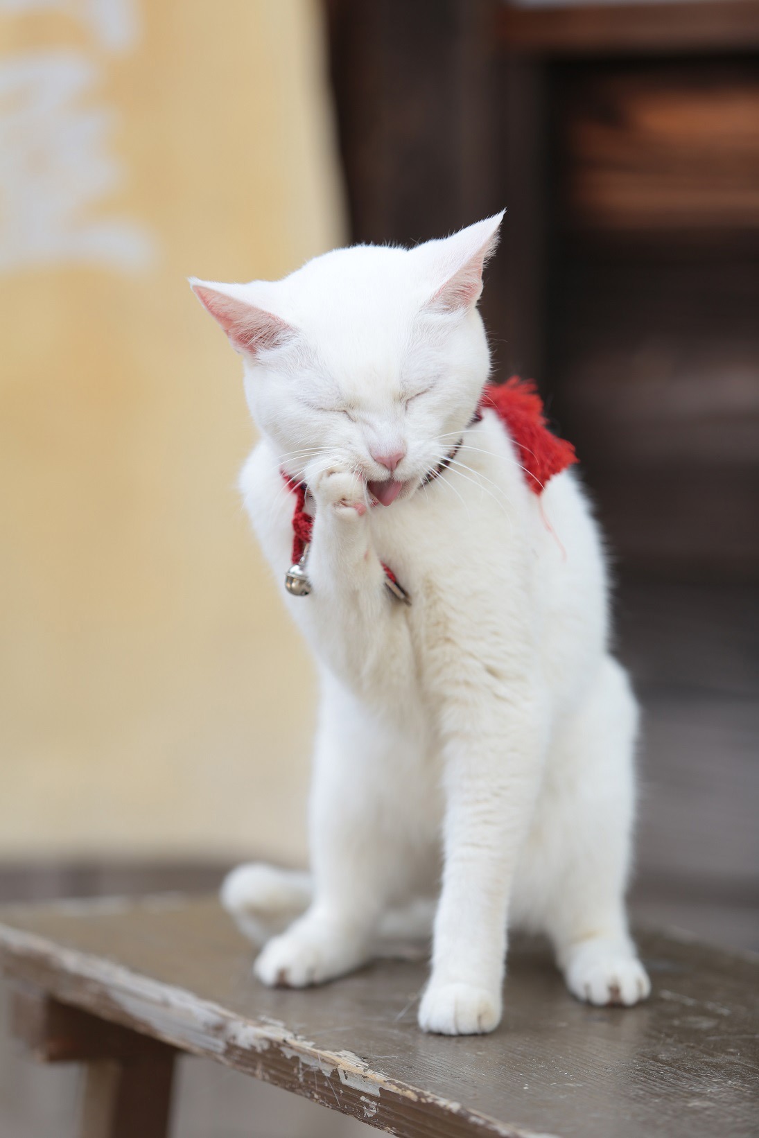 「猫侍 南の島へ行く」 (c)2015「続・猫侍」製作委員会