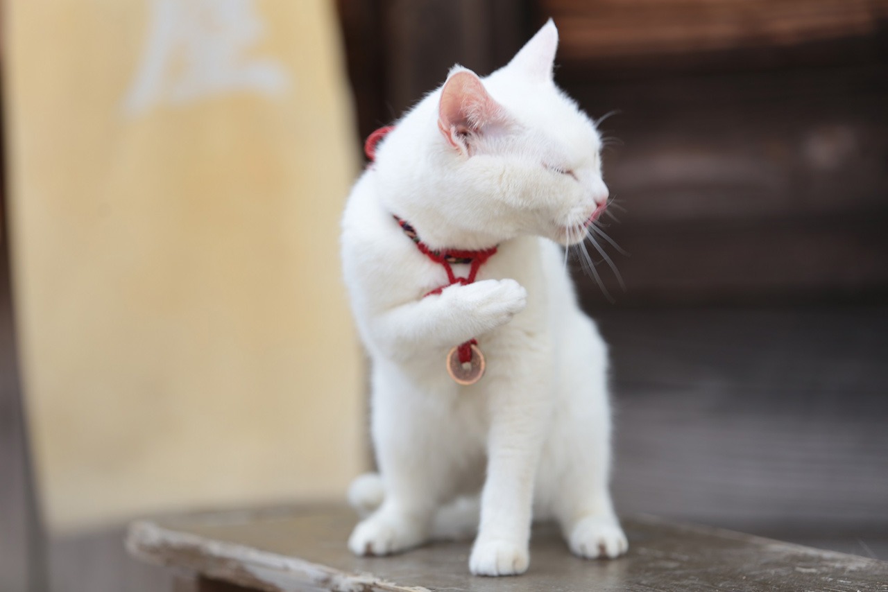 「猫侍 南の島へ行く」 (c)2015「続・猫侍」製作委員会