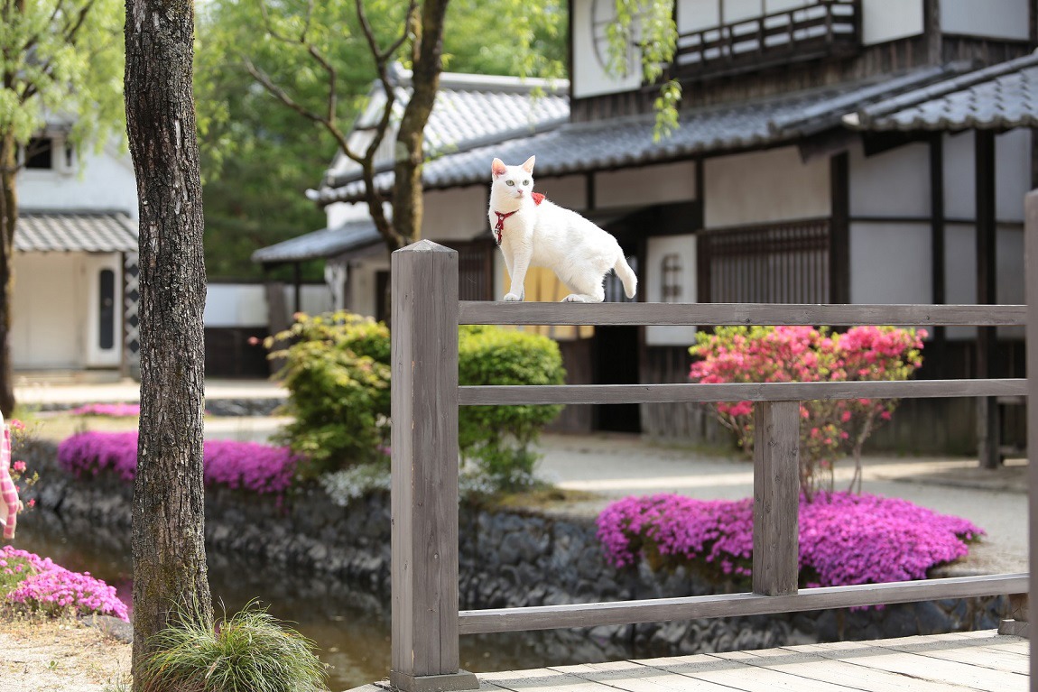 「猫侍 南の島へ行く」 (c)2015「続・猫侍」製作委員会
