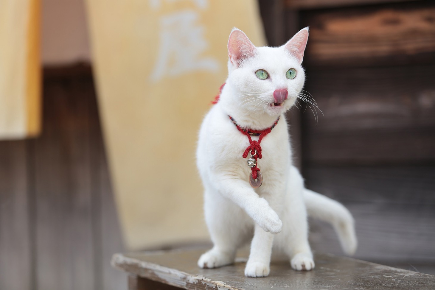 「猫侍 南の島へ行く」 (c)2015「続・猫侍」製作委員会