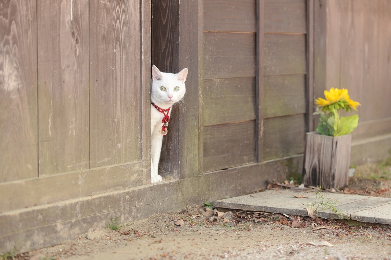 「猫侍 南の島へ行く」 (c)2015「続・猫侍」製作委員会