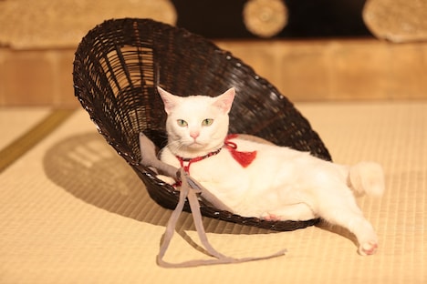 「猫侍 南の島へ行く」 (c)2015「続・猫侍」製作委員会