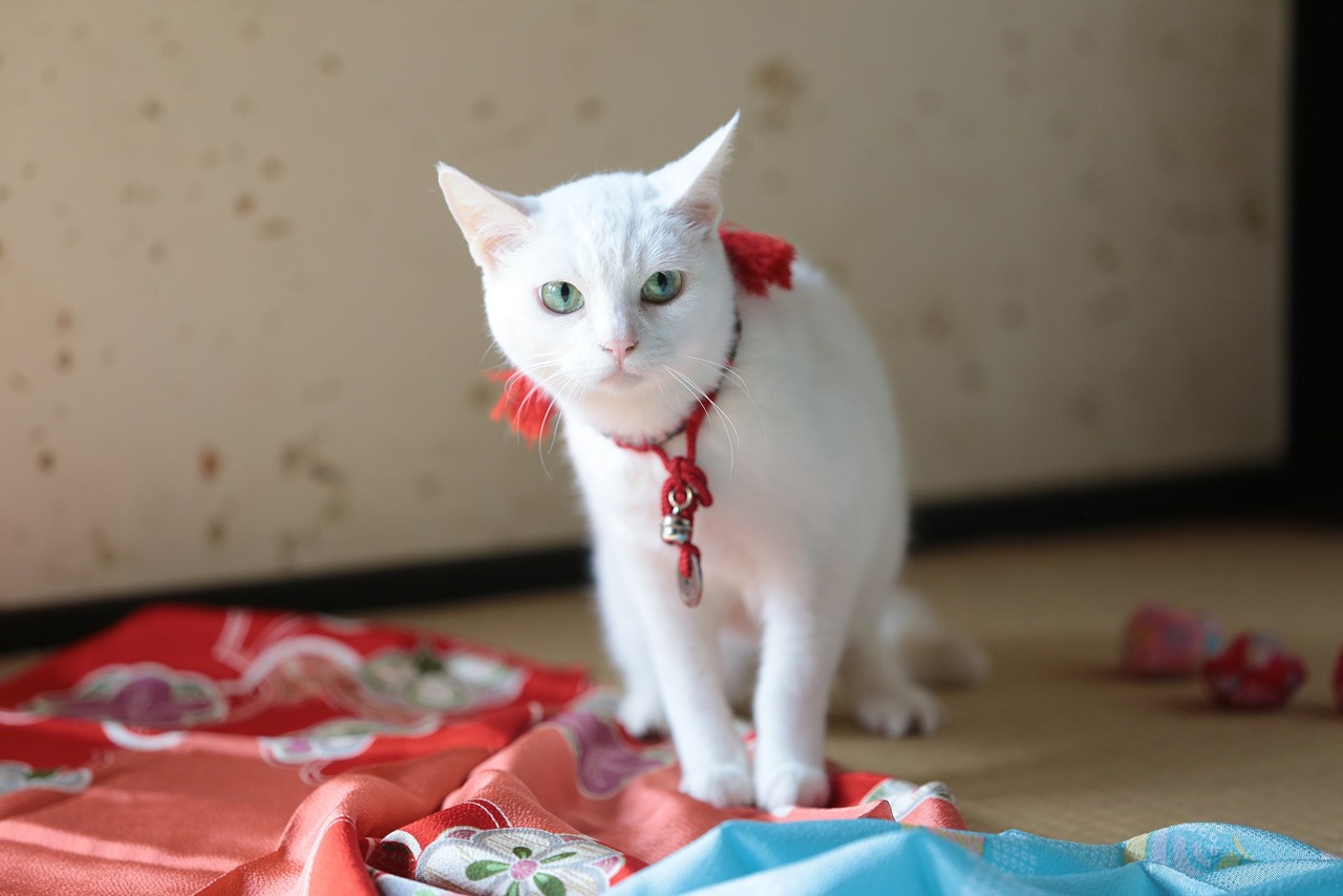 「猫侍 南の島へ行く」 (c)2015「続・猫侍」製作委員会