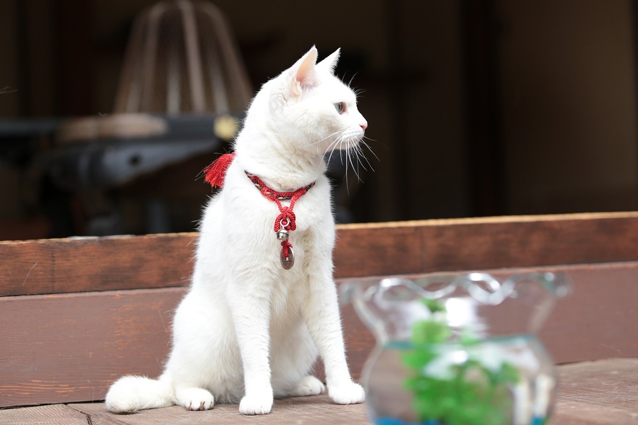 「猫侍 南の島へ行く」 (c)2015「続・猫侍」製作委員会