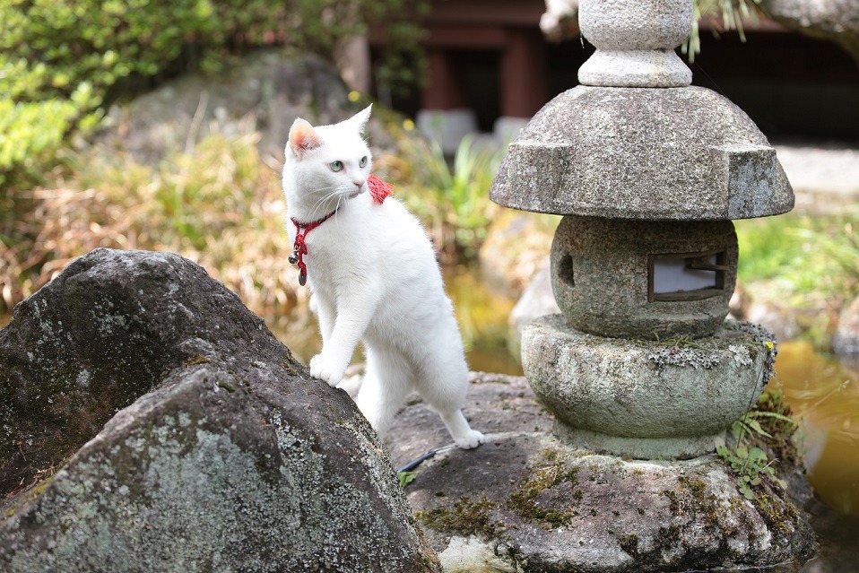 「猫侍 南の島へ行く」 (c)2015「続・猫侍」製作委員会