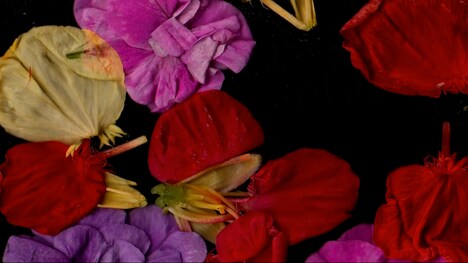 ミシェル・アヨブ監督作より。