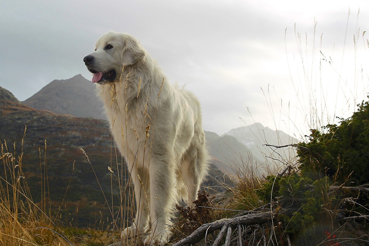 「ベル＆セバスチャン」 (c)2013 RADAR FILMS EPITHETE FILMS GAUMONT M6 FILMS ROHNE-ALPES CINEMA