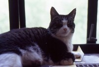 「写真家ソール・ライター 急がない人生で見つけた13のこと」