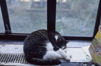 「写真家ソール・ライター 急がない人生で見つけた13のこと」