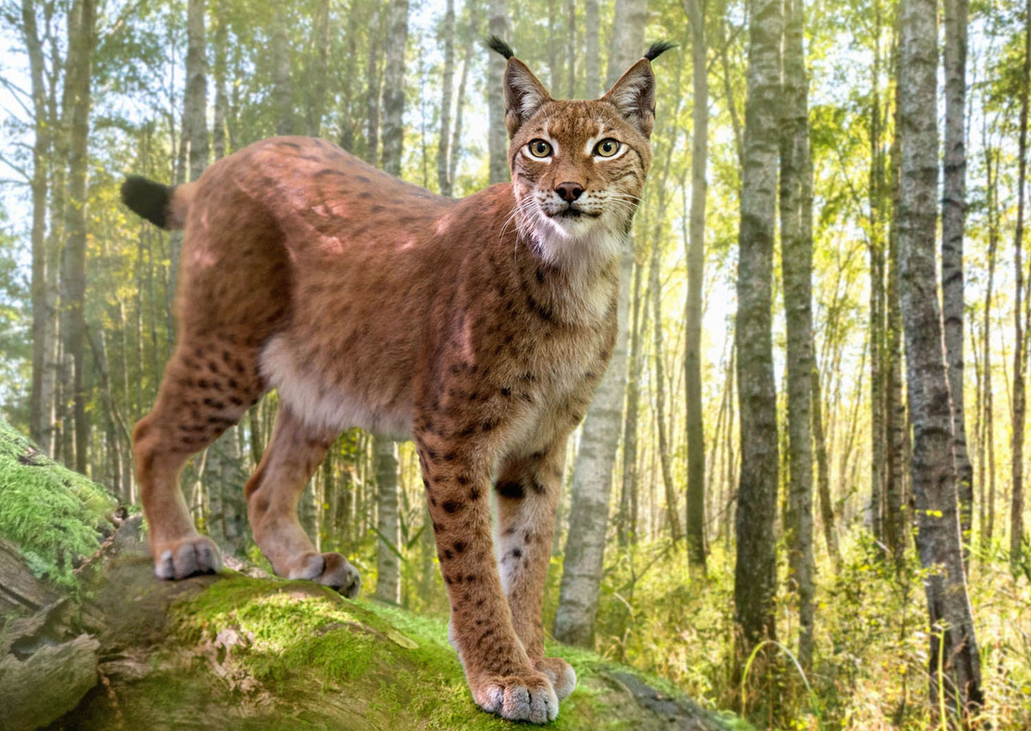 「シーズンズ 2万年の地球旅行」