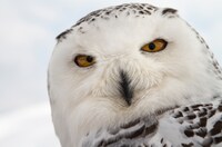 「シーズンズ 2万年の地球旅行」のワンシーン。