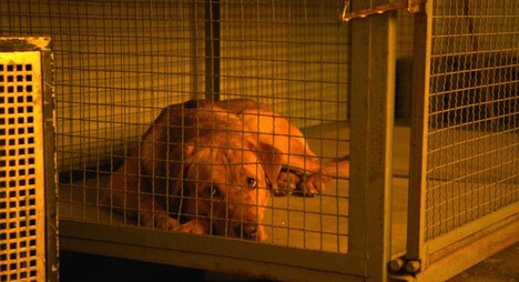 「ホワイト・ゴッド 少女と犬の狂詩曲」 (c)2014 Proton Cinema, Pola Pandora, Chimney