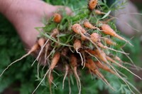 「100年ごはん」 (c)「100年ごはん」製作委員会・TME 2013