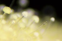 「千年の一滴 だし しょうゆ」 (c)プロダクション・エイシア／NHK