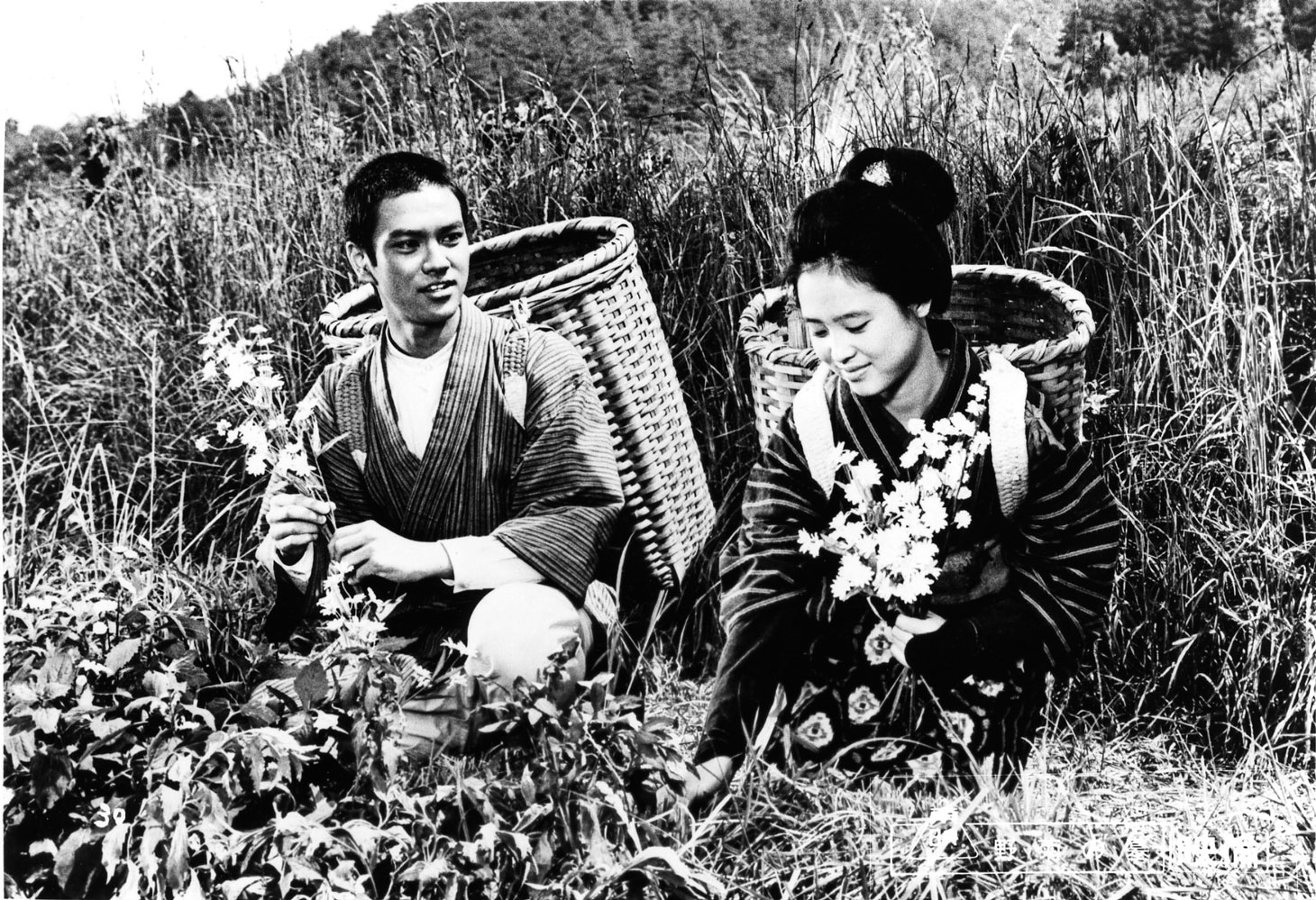 「野菊の墓」