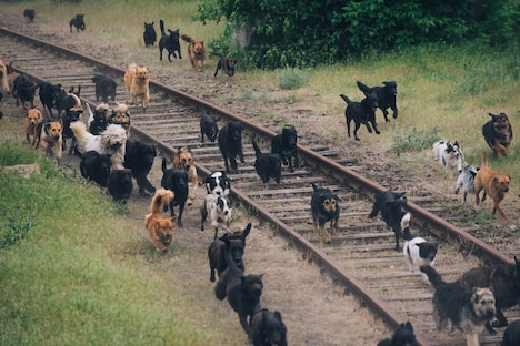 「ホワイト・ゴッド 少女と犬の狂詩曲」メイキング (c)2014 Proton Cinema, Pola Pandora, Chimney