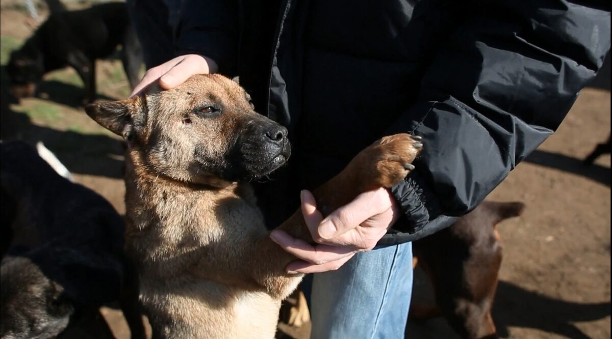 犬たちの反乱描く ホワイト ゴッド 監督が語るハンガリーのペット事情 映画ナタリー