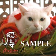 「猫侍 南の島へ行く」セブンネット限定特典の「玉之丞さま特製もふもふハンドタオル」。(c)2015「続・猫侍」製作委員会