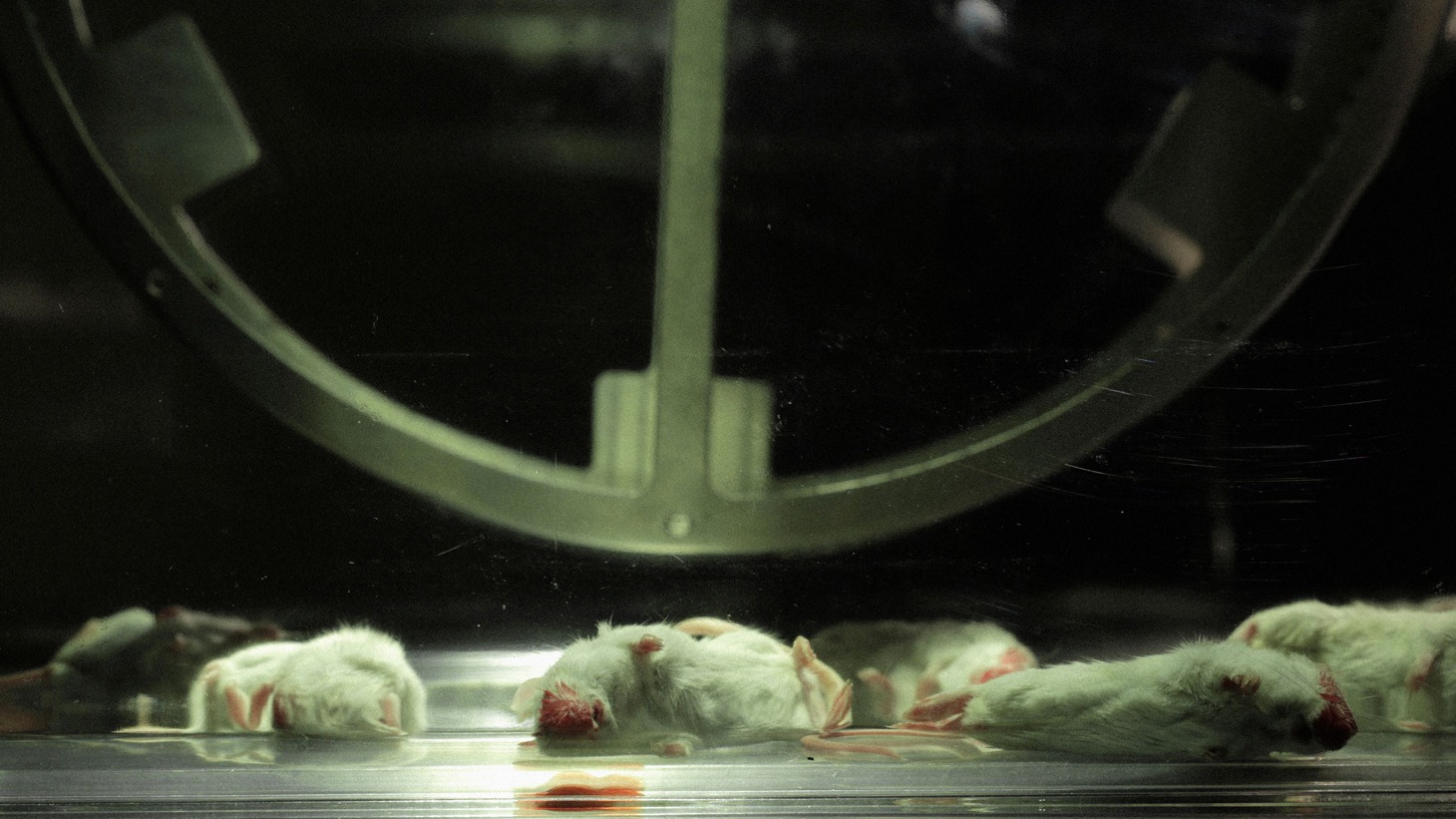 「エリザベス 神なき遺伝子」 (c)2015 Closer To God, LLC