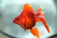 「蜜のあわれ」 (c)2015『蜜のあわれ』製作委員会