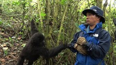 濱田岳がゴリラ語駆使して野生ゴリラに接近！ドキュメンタリー番組オンエア