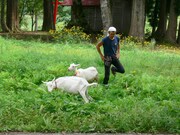 「風の波紋」 (c)カサマフィルム