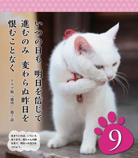 「猫侍 コレクターズセット」日めくりカレンダー