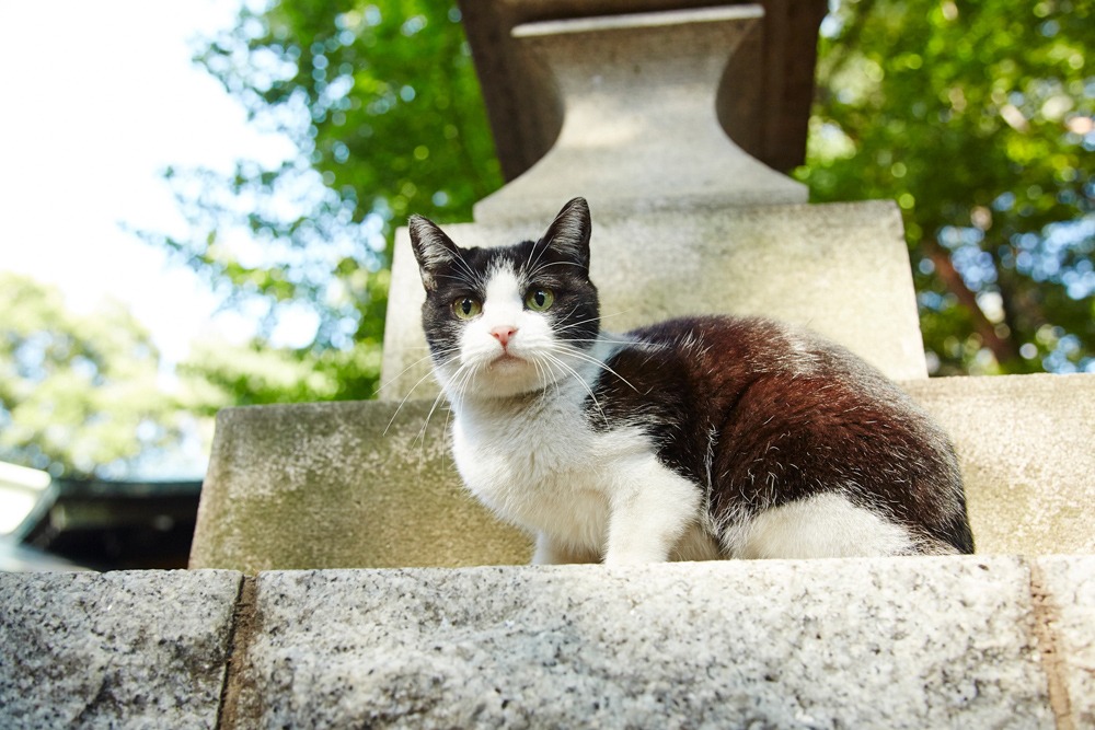 「猫なんかよんでもこない。」 (c)2015杉作・実業之日本社／「猫なんかよんでもこない。」製作委員会