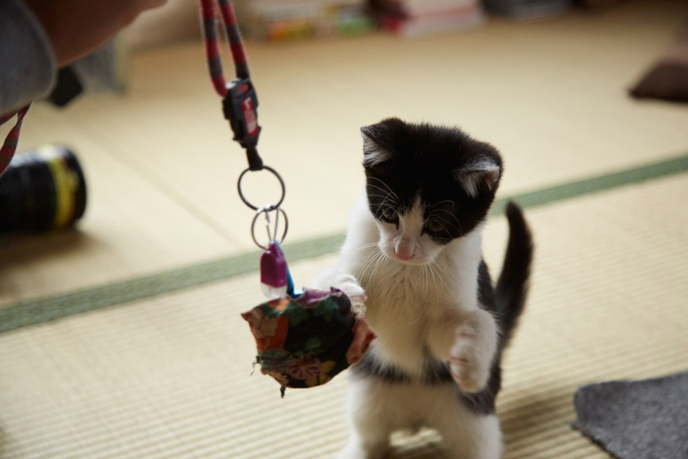 「猫なんかよんでもこない。」 (c)2015杉作・実業之日本社／「猫なんかよんでもこない。」製作委員会「猫なんかよんでもこない。」