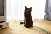 「猫なんかよんでもこない。」 (c)2015杉作・実業之日本社／「猫なんかよんでもこない。」製作委員会