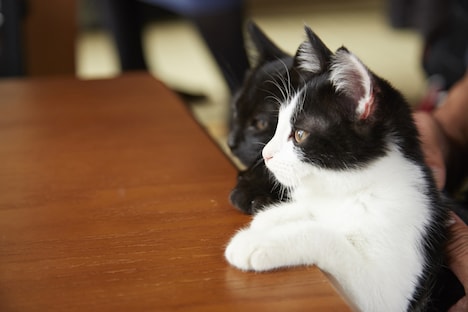 「猫なんかよんでもこない。」 (c)2015杉作・実業之日本社／「猫なんかよんでもこない。」製作委員会