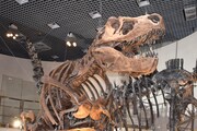ティラノサウルスの骨格標本。