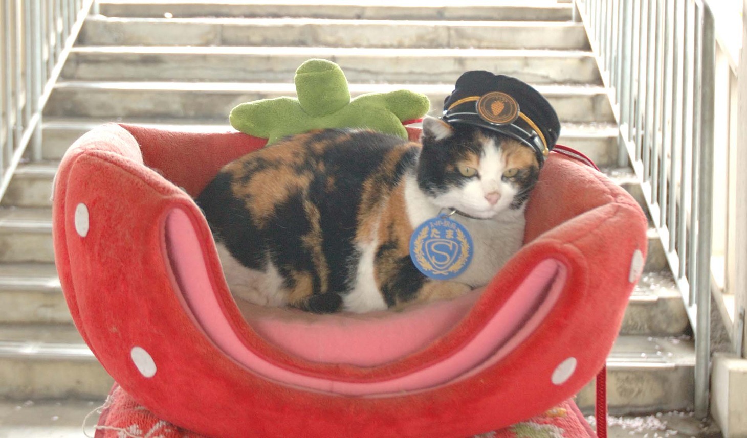 「たまはスーパー駅長～いちごの風にのって～」 (c)2008 TWIN