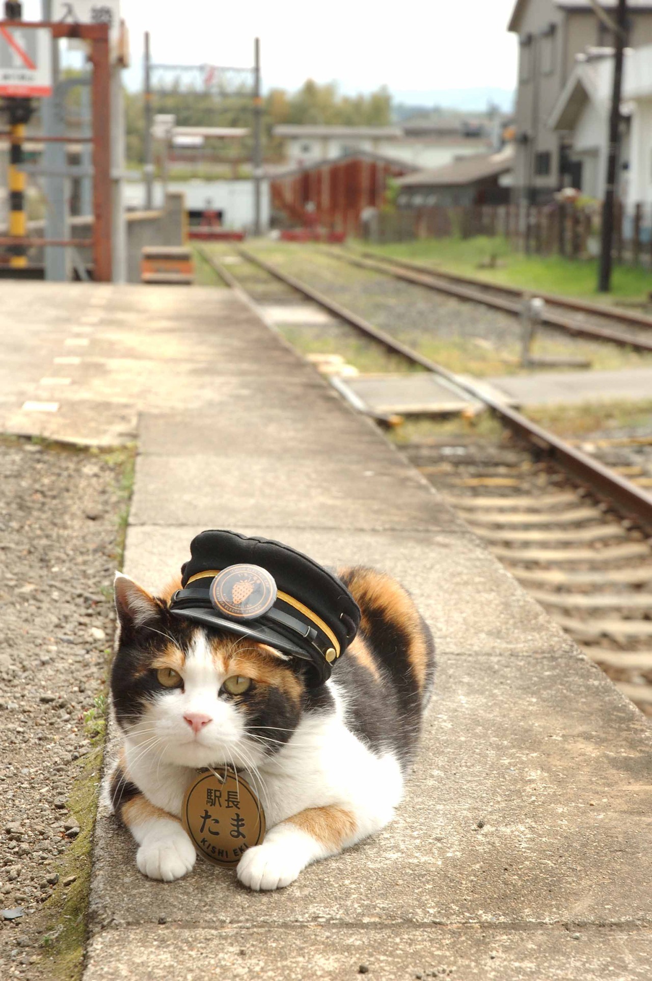 「たまはスーパー駅長～いちごの風にのって～」 (c)2008 TWIN
