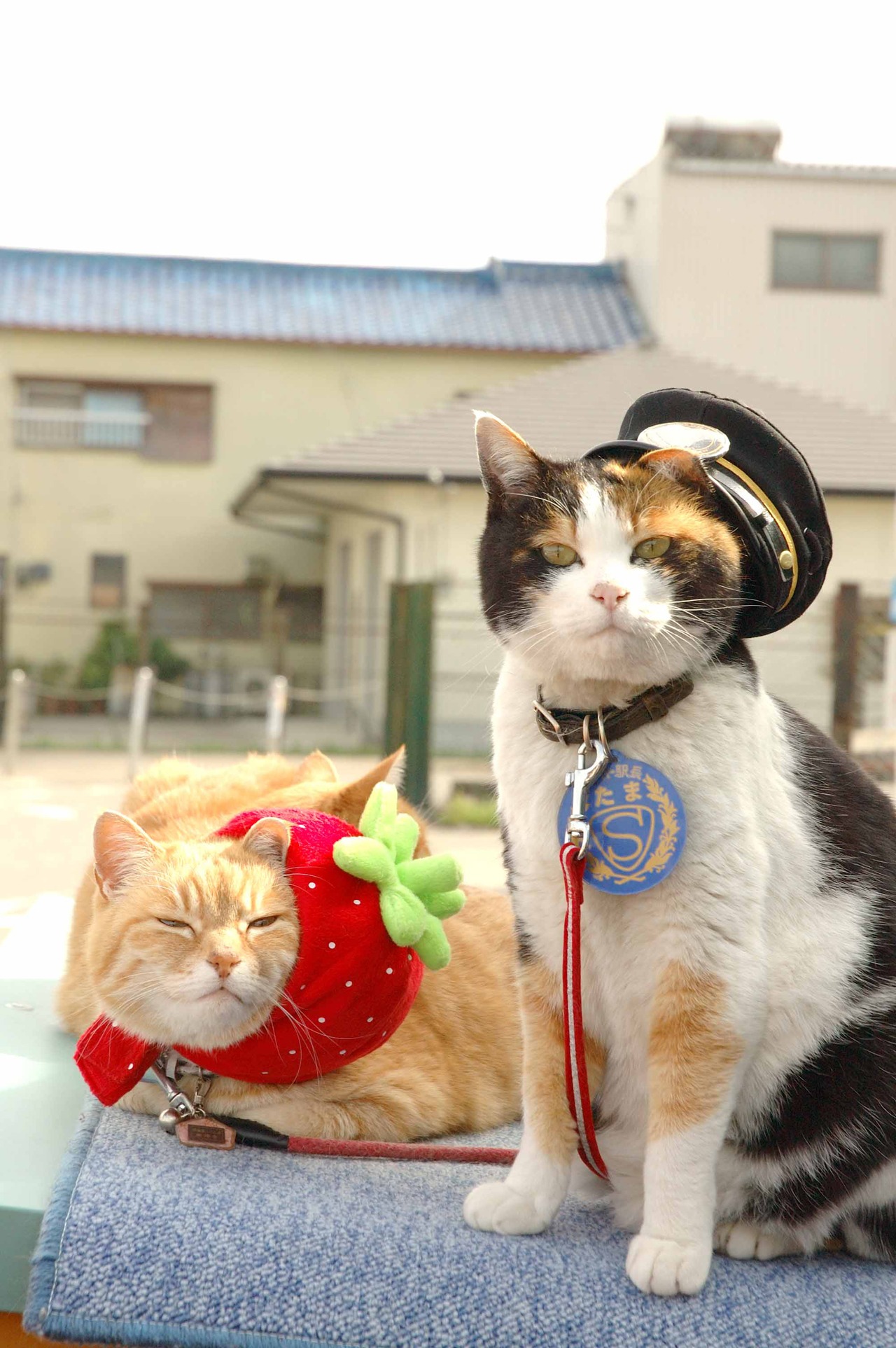 「たまはスーパー駅長～いちごの風にのって～」 (c)2008 TWIN