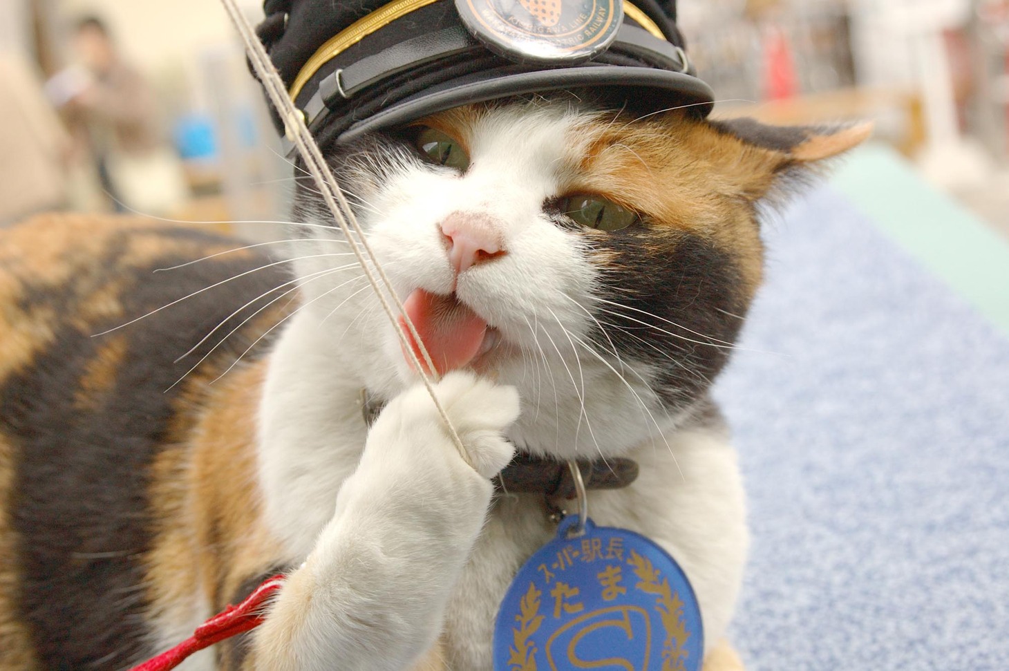 「たまはスーパー駅長～いちごの風にのって～」 (c)2008 TWIN