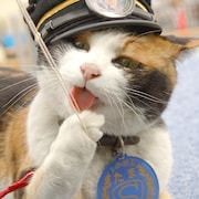 2月22日は猫の日!猫駅長たまの日常や「猫ピッチャー」など猫特集をオンエア