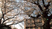 「桜の樹の下」