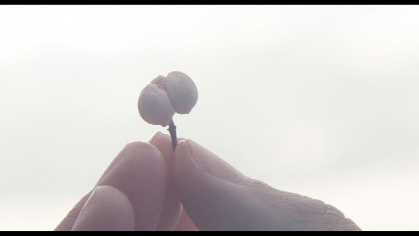 「SEED」のワンシーン。(c)Miu Miu