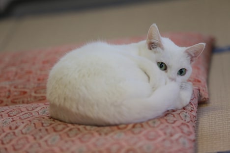 「猫侍 いやし猫DVD まるっと玉之丞」撮影時の様子。