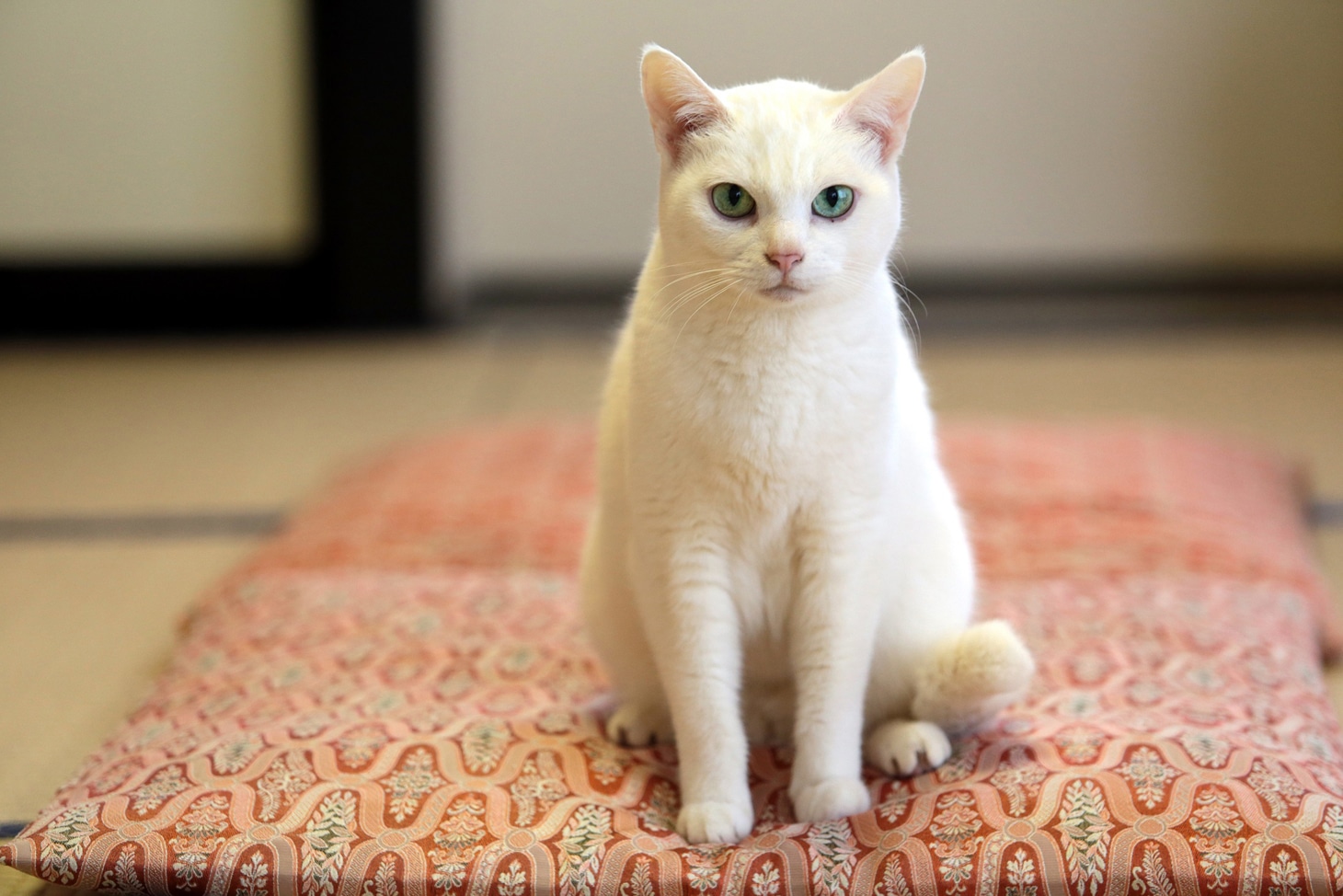 「猫侍 いやし猫DVD まるっと玉之丞」撮影時の様子。