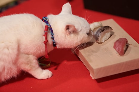 「猫侍 いやし猫DVD まるっと玉之丞」撮影時の様子。