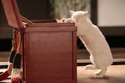 あなご