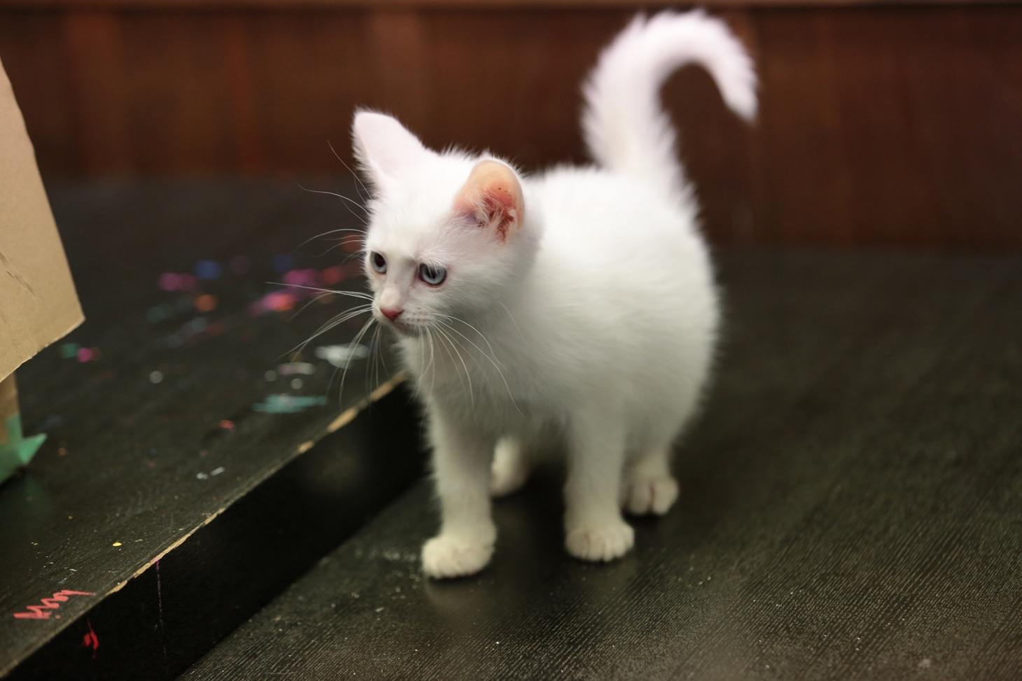 スペシャルドラマ「猫侍 玉之丞、江戸へ行く」に幼少期の玉之丞役で出演する子猫。