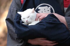 猫侍 玉之丞 江戸へ行く ソフト化 白猫あなごの初出しショットが大量公開 映画ナタリー