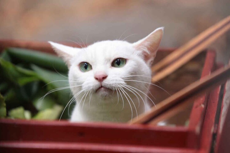 猫侍 玉之丞 江戸へ行く ソフト化 白猫あなごの初出しショットが大量公開 映画ナタリー