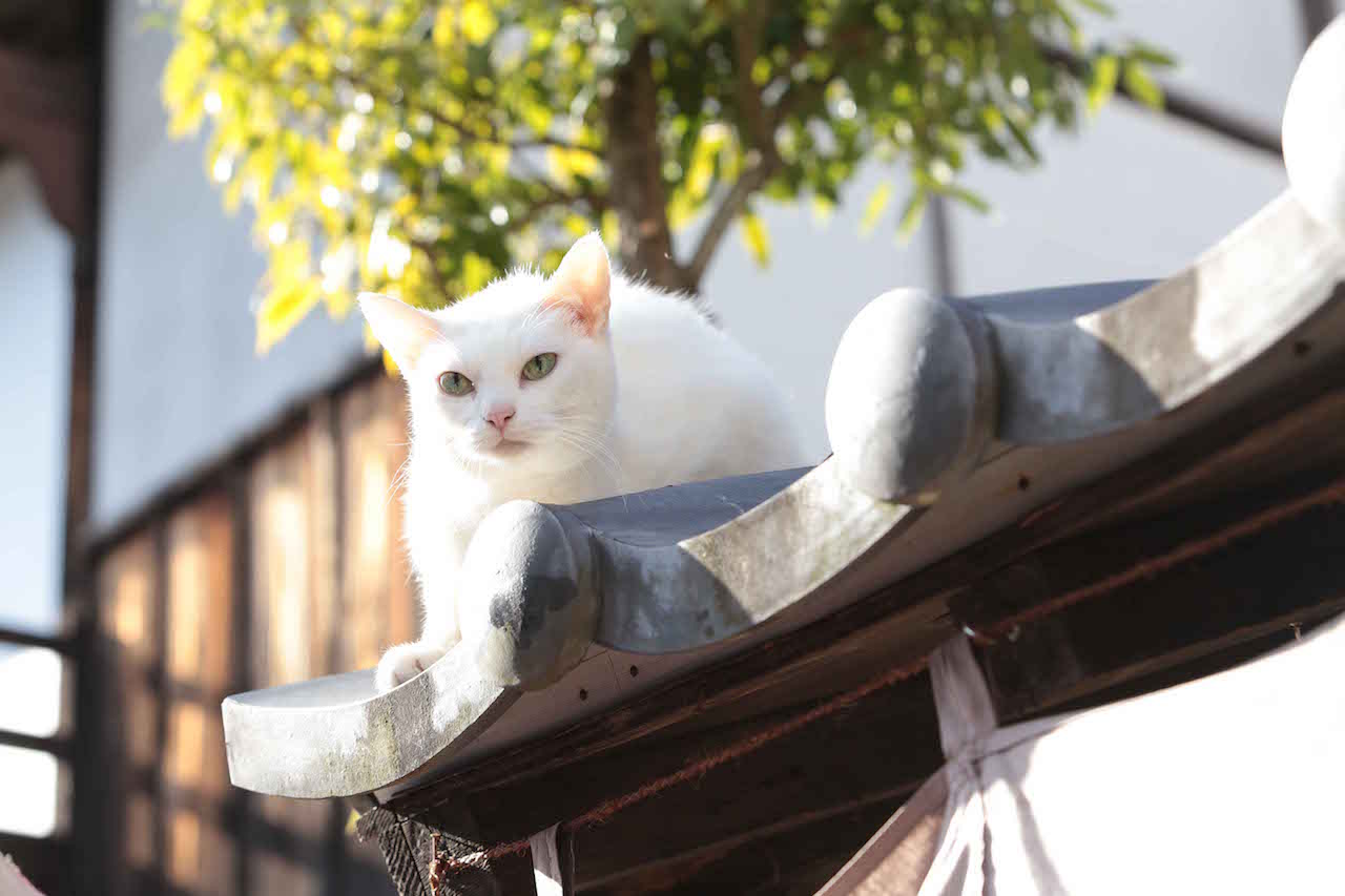 あなご