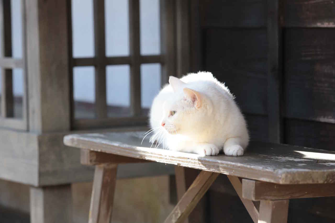 あなご